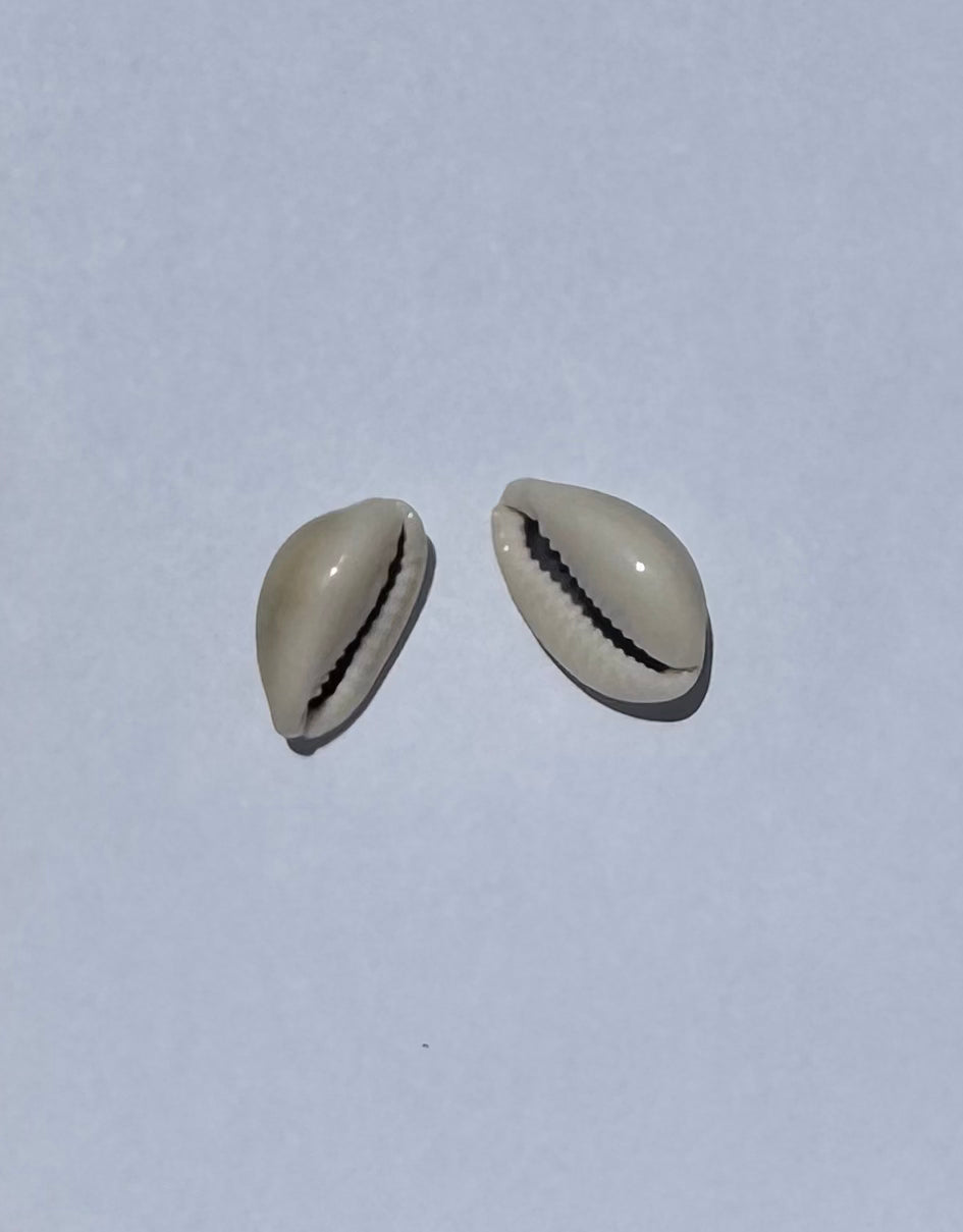 Cowry Shells
